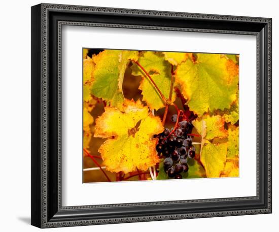 Wine Field, Chianti Region, Tuscany, Italy-Bill Bachmann-Framed Photographic Print