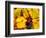 Wine Field, Chianti Region, Tuscany, Italy-Bill Bachmann-Framed Photographic Print