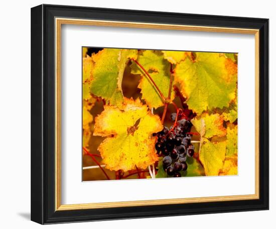 Wine Field, Chianti Region, Tuscany, Italy-Bill Bachmann-Framed Photographic Print