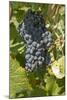 Wine Grapes, Bodegas Carrau Winery, Colon Area, Montevideo, Uruguay-Cindy Miller Hopkins-Mounted Photographic Print