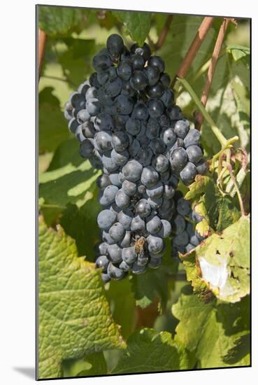 Wine Grapes, Bodegas Carrau Winery, Colon Area, Montevideo, Uruguay-Cindy Miller Hopkins-Mounted Photographic Print