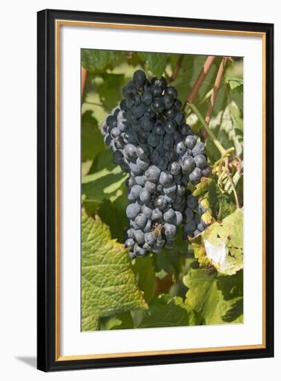 Wine Grapes, Bodegas Carrau Winery, Colon Area, Montevideo, Uruguay-Cindy Miller Hopkins-Framed Photographic Print