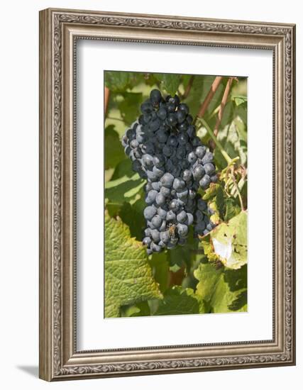 Wine Grapes, Bodegas Carrau Winery, Colon Area, Montevideo, Uruguay-Cindy Miller Hopkins-Framed Photographic Print