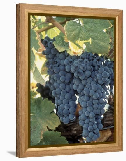 Wine Grapes, Vineyard, CA-Mark Gibson-Framed Premier Image Canvas