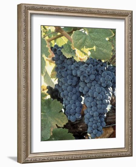 Wine Grapes, Vineyard, CA-Mark Gibson-Framed Photographic Print