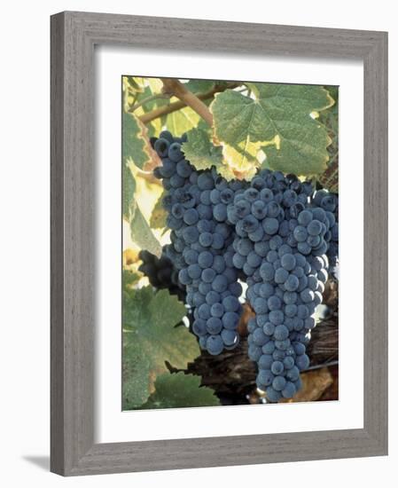 Wine Grapes, Vineyard, CA-Mark Gibson-Framed Photographic Print