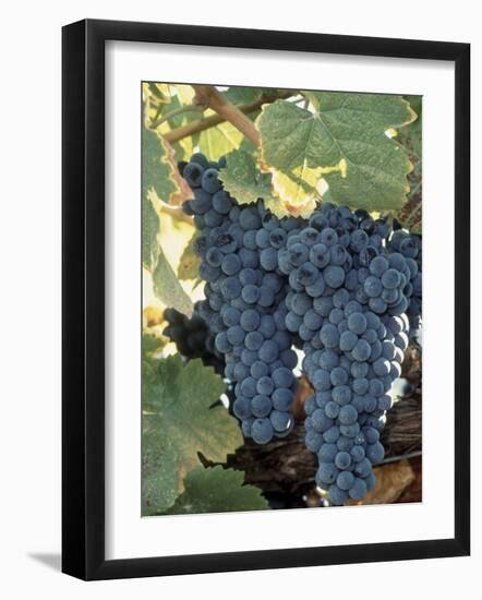 Wine Grapes, Vineyard, CA-Mark Gibson-Framed Photographic Print