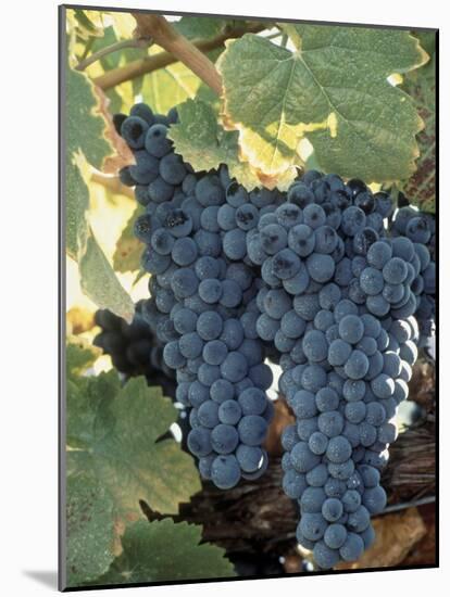 Wine Grapes, Vineyard, CA-Mark Gibson-Mounted Photographic Print