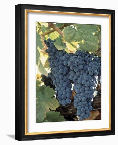 Wine Grapes, Vineyard, CA-Mark Gibson-Framed Photographic Print