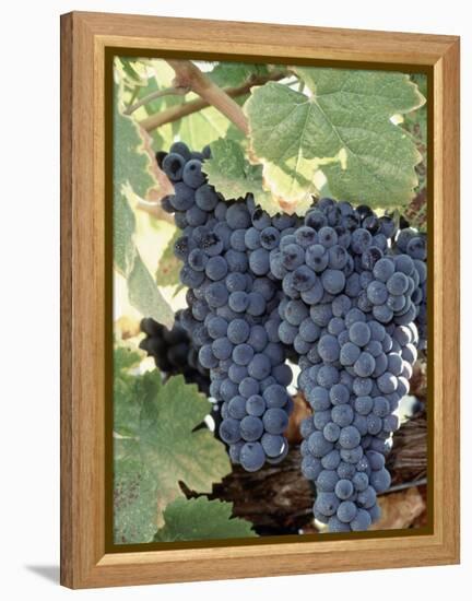 Wine Grapes-Mark Gibson-Framed Premier Image Canvas