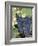 Wine Grapes-Mark Gibson-Framed Photographic Print