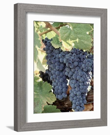 Wine Grapes-Mark Gibson-Framed Photographic Print