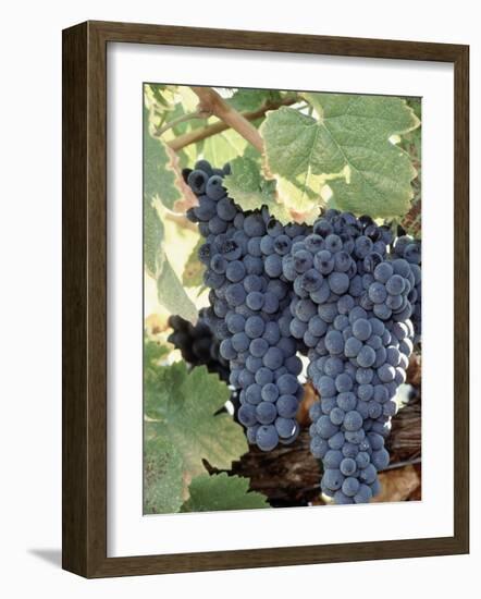 Wine Grapes-Mark Gibson-Framed Photographic Print