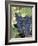 Wine Grapes-Mark Gibson-Framed Photographic Print