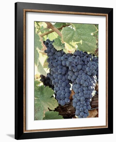 Wine Grapes-Mark Gibson-Framed Photographic Print