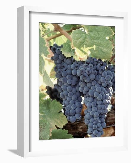 Wine Grapes-Mark Gibson-Framed Photographic Print