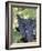 Wine Grapes-Mark Gibson-Framed Photographic Print