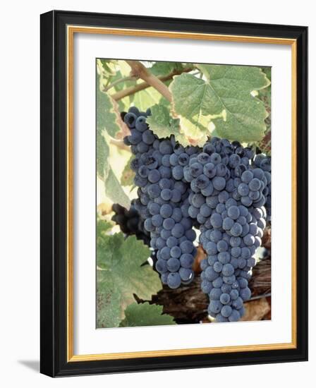 Wine Grapes-Mark Gibson-Framed Photographic Print