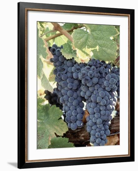 Wine Grapes-Mark Gibson-Framed Photographic Print