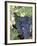 Wine Grapes-Mark Gibson-Framed Photographic Print