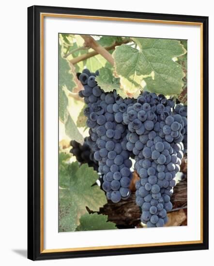 Wine Grapes-Mark Gibson-Framed Photographic Print