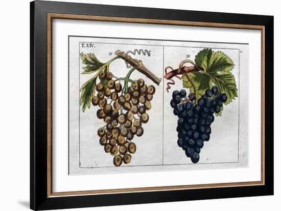 Wine Grapes-null-Framed Giclee Print