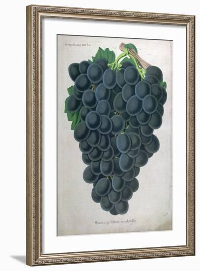 Wine Grapes-null-Framed Giclee Print