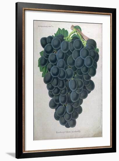 Wine Grapes-null-Framed Giclee Print