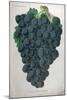 Wine Grapes-null-Mounted Giclee Print