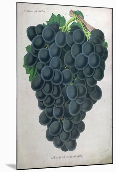 Wine Grapes-null-Mounted Giclee Print