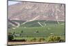 Wine Production in the Footills of the Andes, Valparaiso Region, Chile-Peter Groenendijk-Mounted Photographic Print