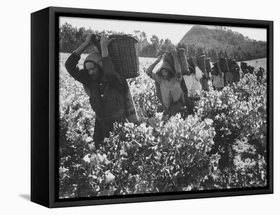 Wine Vineyard at Fransch Hoek in Cape Province Workers Spreading Fertilizer-Grey Villet-Framed Premier Image Canvas