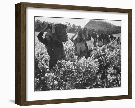 Wine Vineyard at Fransch Hoek in Cape Province Workers Spreading Fertilizer-Grey Villet-Framed Photographic Print