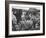 Wine Vineyard at Fransch Hoek in Cape Province Workers Spreading Fertilizer-Grey Villet-Framed Photographic Print