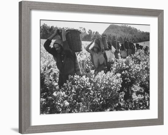 Wine Vineyard at Fransch Hoek in Cape Province Workers Spreading Fertilizer-Grey Villet-Framed Photographic Print