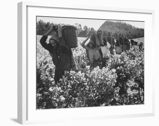 Wine Vineyard at Fransch Hoek in Cape Province Workers Spreading Fertilizer-Grey Villet-Framed Photographic Print