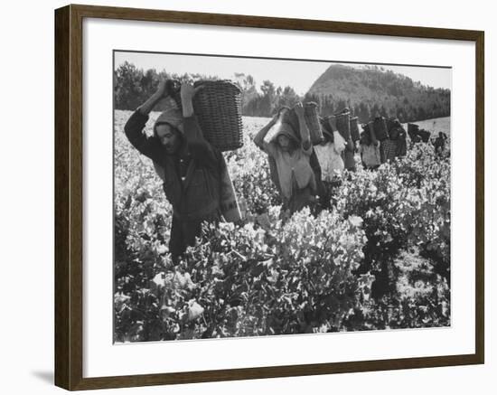 Wine Vineyard at Fransch Hoek in Cape Province Workers Spreading Fertilizer-Grey Villet-Framed Photographic Print