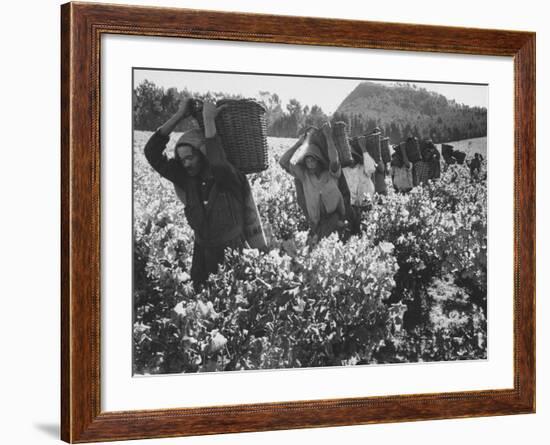 Wine Vineyard at Fransch Hoek in Cape Province Workers Spreading Fertilizer-Grey Villet-Framed Photographic Print