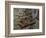 Winemaking Tools in Cellar of Lucien Muzard, Santenay, Cote d'Or, Bourgogne, France-Per Karlsson-Framed Photographic Print