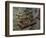 Winemaking Tools in Cellar of Lucien Muzard, Santenay, Cote d'Or, Bourgogne, France-Per Karlsson-Framed Photographic Print