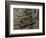 Winemaking Tools in Cellar of Lucien Muzard, Santenay, Cote d'Or, Bourgogne, France-Per Karlsson-Framed Photographic Print