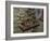 Winemaking Tools in Cellar of Lucien Muzard, Santenay, Cote d'Or, Bourgogne, France-Per Karlsson-Framed Photographic Print