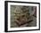 Winemaking Tools in Cellar of Lucien Muzard, Santenay, Cote d'Or, Bourgogne, France-Per Karlsson-Framed Photographic Print