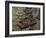 Winemaking Tools in Cellar of Lucien Muzard, Santenay, Cote d'Or, Bourgogne, France-Per Karlsson-Framed Photographic Print