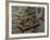 Winemaking Tools in Cellar of Lucien Muzard, Santenay, Cote d'Or, Bourgogne, France-Per Karlsson-Framed Photographic Print