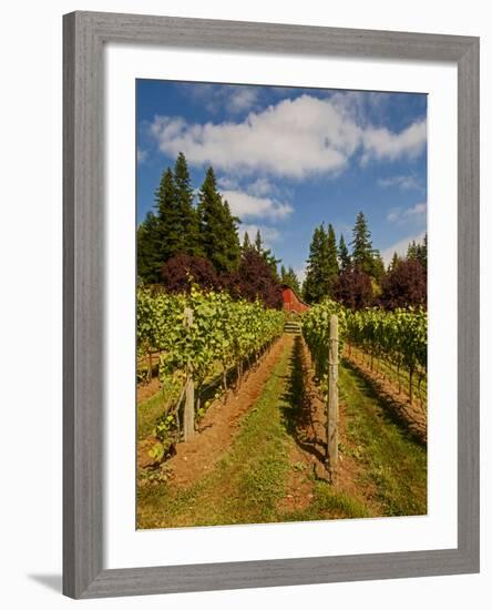 Winery and Vineyard on Whidbey Island, Washington, USA-Richard Duval-Framed Photographic Print