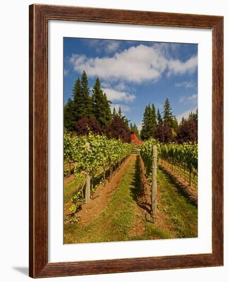 Winery and Vineyard on Whidbey Island, Washington, USA-Richard Duval-Framed Photographic Print