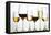 Wines and Champagne-Eising Studio - Food Photo and Video-Framed Premier Image Canvas