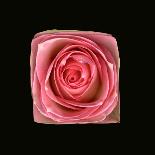 Cubic Pink Rose-Winfred Evers-Photographic Print