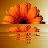 Gerbera Flower as Rising Sun-Winfred Evers-Photographic Print